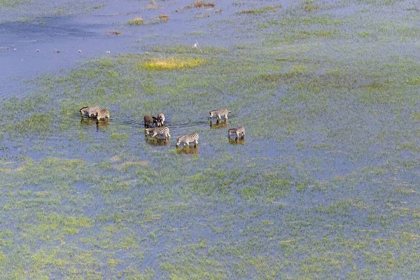 Aerial Shot Herd Zebras Grazing Okavango Delta Wetlands Botswana — Stock fotografie