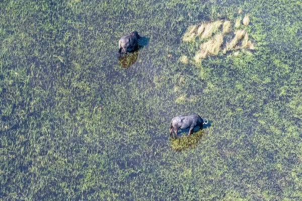 Ariale Teleaufnahme Eines Afrikanischen Büffels Syncerus Caffer Beim Weiden Okavango — Stockfoto