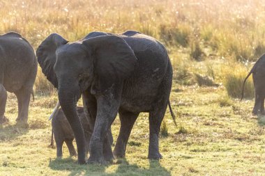 Telephoto shot of a female african Elephant and her calf wading through the banks of the Chobe River, Botswana.