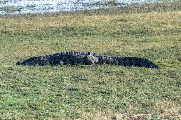 Telefoto Crocodilo Nilo Crocodylus Niloticus Descansando Nas Margens Rio Chobe — Fotografia de Stock