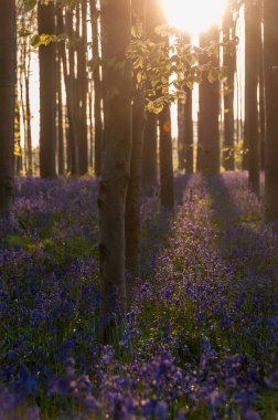 Yükselen güneş illumingating Hallerbos, bir bahar sabahı bluebells flowerbed.