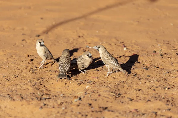 Grupp Sällskapliga Vävare Fåglar Philetairus Socius Nära Sesriem Namibia — Stockfoto