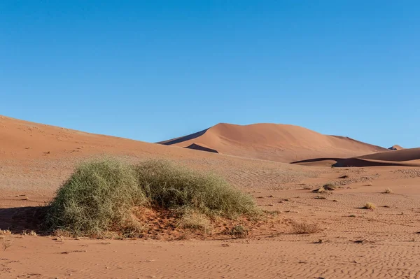 Landscape Shot Sand Dunes Scattered Trees Sossusvlei Namibia — Foto Stock