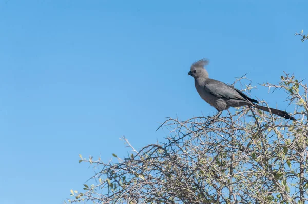 Telephoto Grey Away Corythaixoides Concolor Bird Sitting Tree Namibia — 스톡 사진