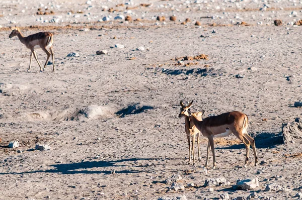Flock Impalas Aepyceros Melampus Som Nervöst Betar Slätterna Etosha Nationalpark — Stockfoto