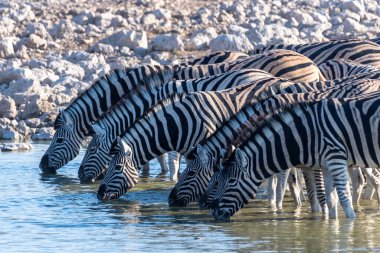 Bir grup Burchells Ovası zebra -Equus quagga Burchelli- Etosha Ulusal Parkı, Namibya 'daki bir su birikintisinden su içiyorlar..