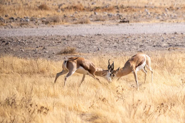 Telephoto Shot Two Impalas Aepyceros Melampus Engaging Head Head Fight — стоковое фото