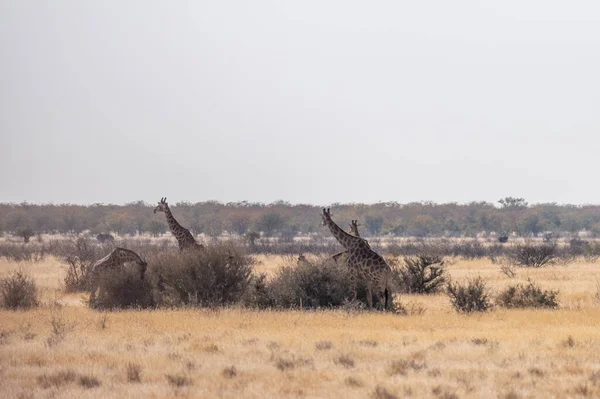 Group Angolan Giraffes Giraffa Giraffa Angolensis Standing Plains Etosha National — Stock Fotó