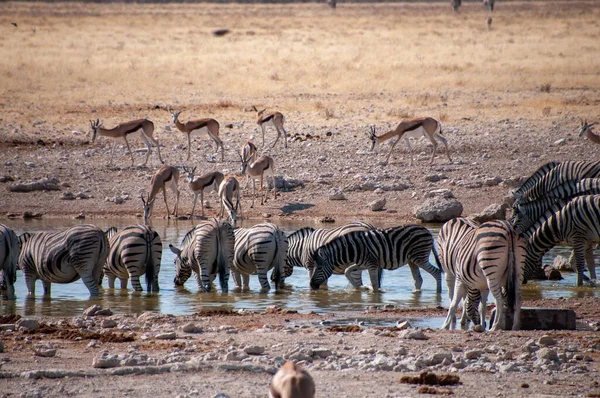 Telephoto Shot Herd Burchells Plains Zebras Equus Quagga Burchelli Drinking — Stock Photo, Image
