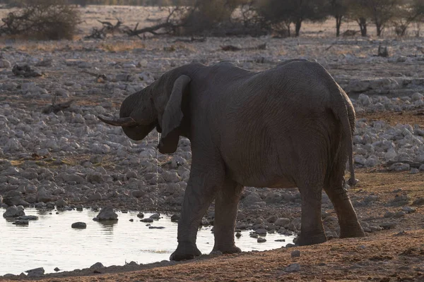 Telephoto Shot Herd African Elephant Loxodonta Africana Taking Bath Waterhole —  Fotos de Stock