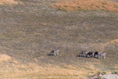 Aerial shot of a herd of Zebras grazing in the Okavango delta wetlands in Botswana.