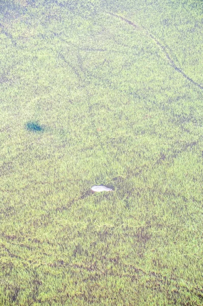 Aerial Telephoto Shot Hippopotamus Partically Submerged Okavango Delta Wetlands Botswana — Foto Stock