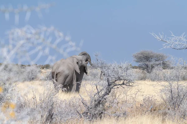 마리의 아프리카 코끼리 록소돈타 아프리카나 싸움을 도전하고 있습니다 에토샤 국립공원 — 스톡 사진