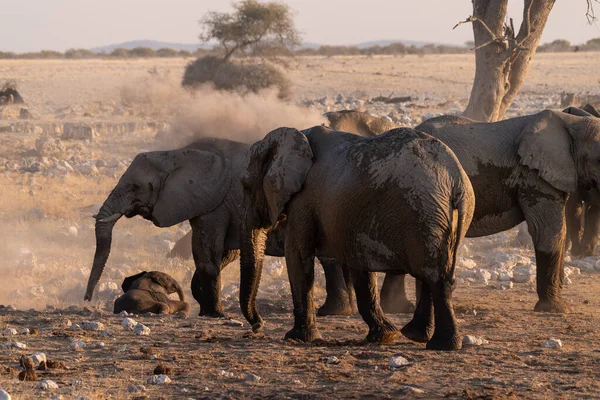 图为在埃托沙国家公园的一个水坑里洗澡的一群非洲大象 Loxodonta Africanatelephoto拍摄的照片 — 图库照片