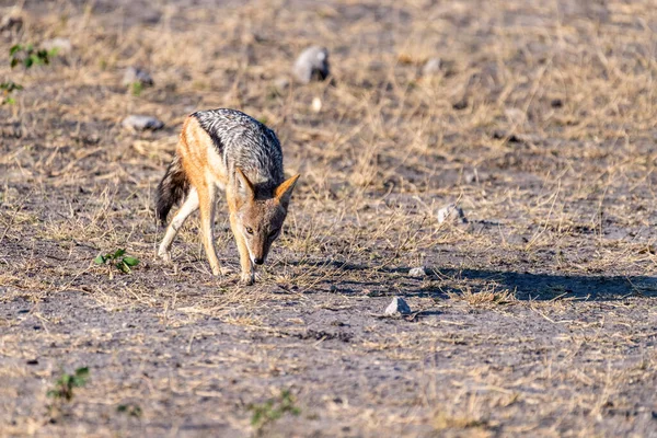 Zbliżenie Szakala Paski Canis Adustus Wędrującego Parku Narodowym Chobe Botswanie — Zdjęcie stockowe