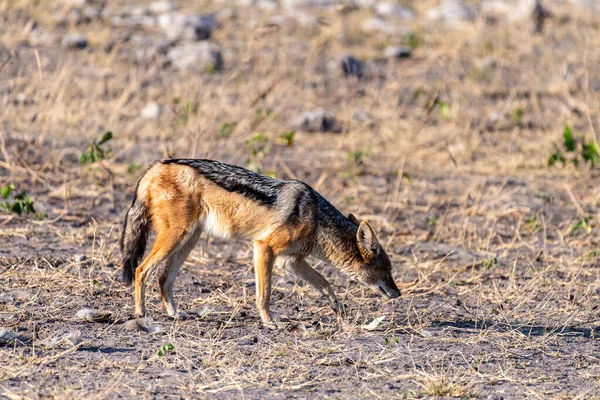 在博茨瓦纳乔布国家公园附近散步的一只侧边条纹Jackal Canis Adustus的特写镜头 — 图库照片