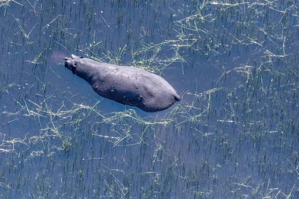 Aerial Telephoto Shot Hippopotamus Partically Submerged Okavango Delta Wetlands Botswana — 图库照片