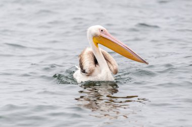 Telephoto shot of a great white pelican -Pelecanus onocrotalus-near Walvis Bay, Namibia clipart
