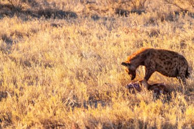 Yakın çekim bir benekli Sırtlan - Crocuta crocuta- bir av ile, Etosha milli Parkı, Namibya gün batımının altın saat sırasında görülen.