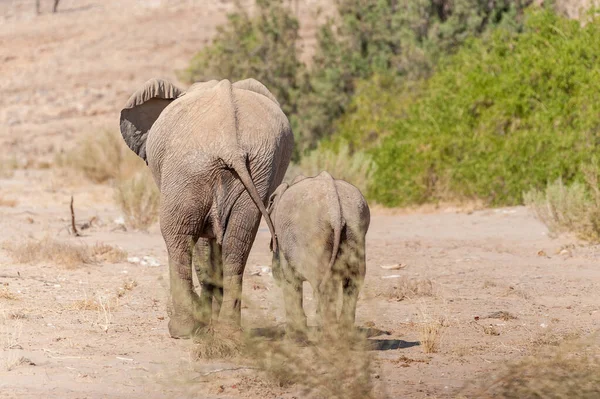 2つのアフリカ砂漠の象の閉鎖 Loxodontaアフリカ 北西部ナミビアの砂漠をさまよう — ストック写真