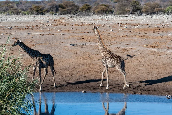 Duas Girafas Angolanas Girafa Girafa Angolênsia Situadas Perto Buraco Água — Fotografia de Stock