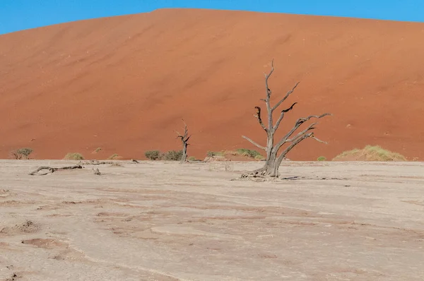 Landscape Shot Iconic Dead Trees Namibian Deadvlei Area — Foto de Stock