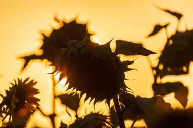 Exterior shot of a field of sunflowers in the french provence, on a beautiful summer evening, around sunset.