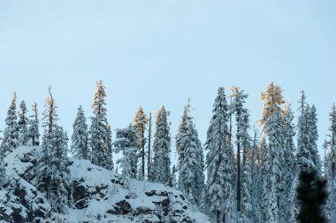 Yosemite Ulusal Parkı 'nda yeni yılın ilk güneş ışığını yakalayan bir grup ağacın telefon görüntüsü..
