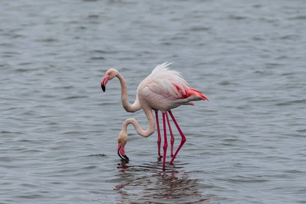 Större Flamingos Phoenicopterus Roseus Längs Stranden Walvis Bay Namibia — Stockfoto