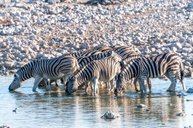 Bir grup Burchells Ovası zebra -Equus quagga Burchelli- Etosha Ulusal Parkı, Namibya 'daki bir su birikintisinden su içiyorlar..