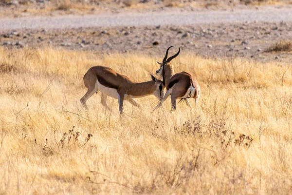 Telephoto Shot Two Impalas Aepyceros Melampus Engaging Head Head Fight — Zdjęcie stockowe
