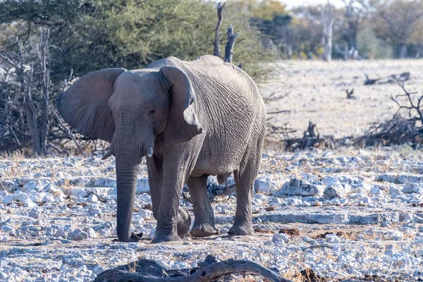 Telefoto Afrikansk Elefant Loxodonta Afrikan Närmar Sig Ett Vattenhål Etosha — Stockfoto