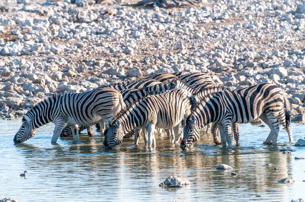 Eine Gruppe Burchells Plains Zebra Equus Quagga Burchelli Trinkt Aus — Stockfoto