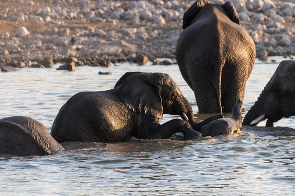 Telefoto Una Manada Elefantes Africanos Loxodonta Africana Tomando Baño Pozo —  Fotos de Stock