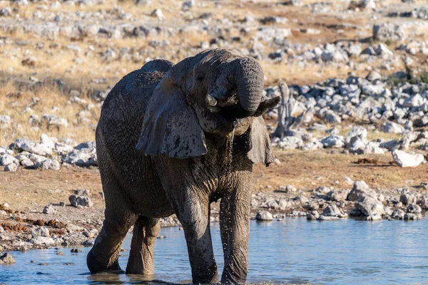 Telephoto Shot One African Elephant Loxodonta Africana Drinking Waterhole Etosha — 图库照片