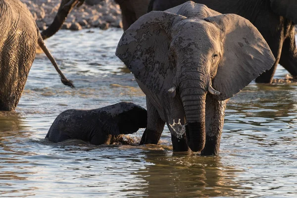 Telephoto Shot Herd African Elephant Loxodonta Africana Taking Bath Waterhole — ストック写真