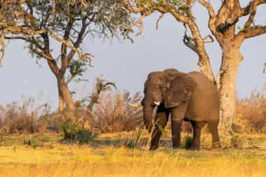 Okavango nehrinin kıyısında Okavango Deltası, Botsvana 'da gün batımında otlayan Afrika fili Loxodonta Africana' nın telefoto çekimi..