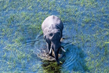 Botswana 'daki Okavango Deltası' nın sığ sularında yüzen bir Afrika filinin telefoto görüntüsü..