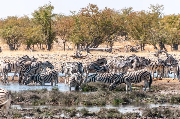 纳米比亚埃托沙国家公园平原上的一个水坑附近聚集着一群布尔谢尔平原斑马 马库斯类群 — 图库照片