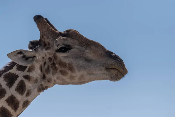 Телефото Ангольского Жирафа Национальном Парке Этоша Намибия — стоковое фото