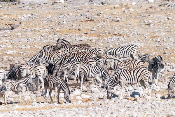Group Burchells Plains Zebra Equus Quagga Burchelli Drinking Waterhole Plains — Stock Photo, Image