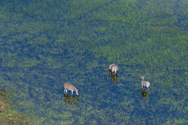 ボツワナのオカバンゴデルタ湿地でのシマウマ放牧の群れの空中ショット — ストック写真