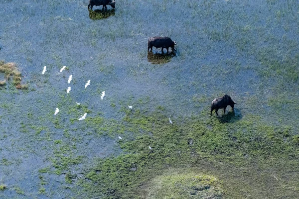 Arial Telefoni Skott Afrikansk Buffalo Syncerus Caffer Bete Okavango Delta — Stockfoto