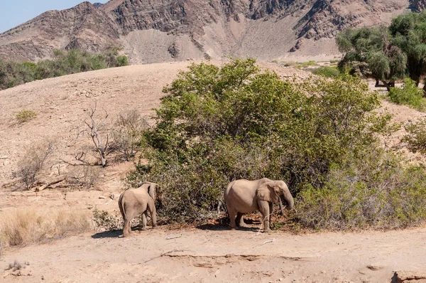 Teleaufnahmen Von Zwei Wüstenelefanten Norden Namibias — Stockfoto