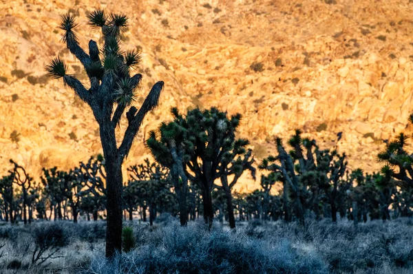 Telefotografering Joshua Tree Silhouttes Belyst Mot Den Gyllene Glöden Roch — Stockfoto