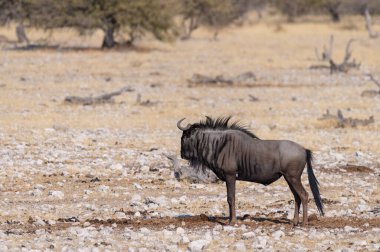 Connochaetes Taurinus adında mavi bir antilobun, Namibya 'daki Etosha Ulusal Parkı' nın düzlüklerinde yürüyüş yaparken çekilmiş resmi..