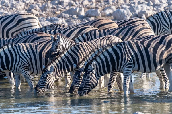 Grupo Burchells Planícies Zebra Equus Quagga Burchelli Bebendo Buraco Água — Fotografia de Stock