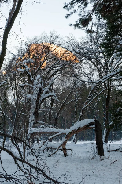 Последний Свет Заходящего Солнца Освещает Заснеженный Полукупол Зимним Днем Йосемитский — стоковое фото
