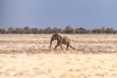 Afrika fili Loxodonta Afrika 'nın Namibya' daki Etosha Ulusal Parkı 'nın düzlüklerinde koşarken çekilmiş bir fotoğraf..