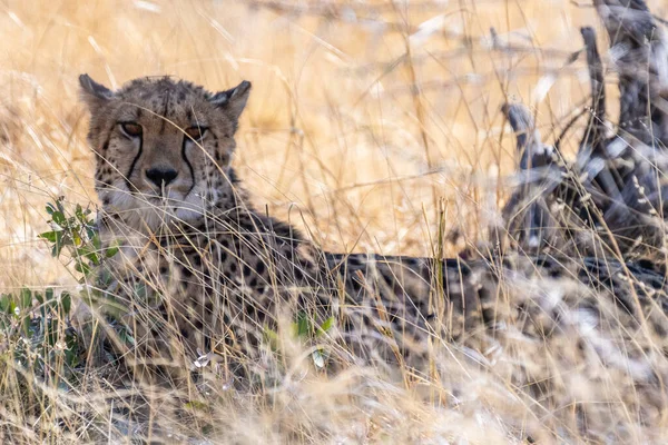 Telephoto Show Cheeta Hiding Bushes Etosha National Park Namibia — Stock Photo, Image